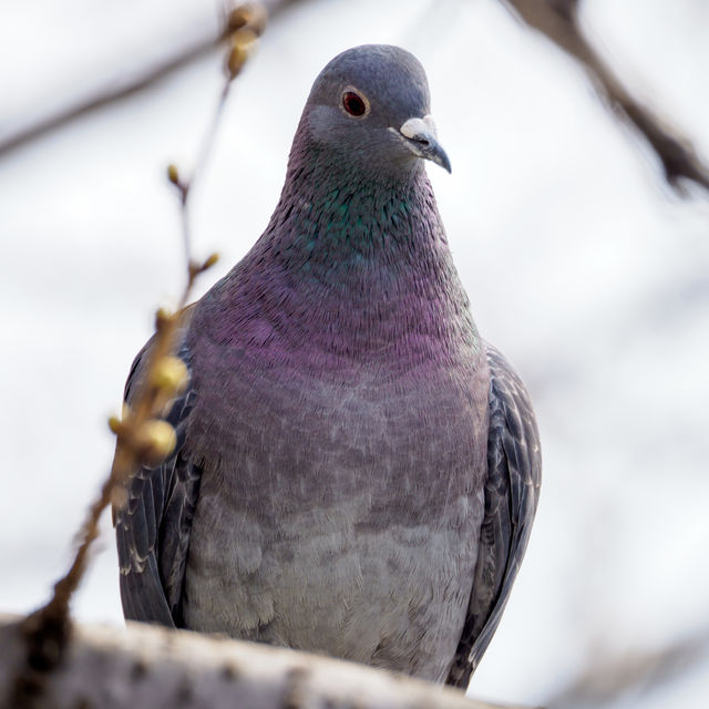鳩